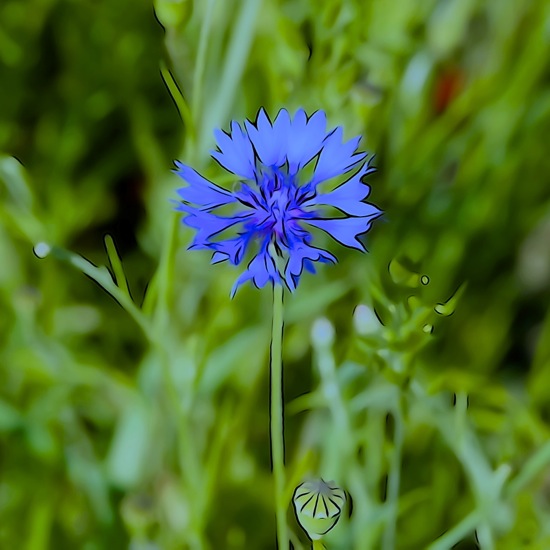 F6061778-Bleuet de France