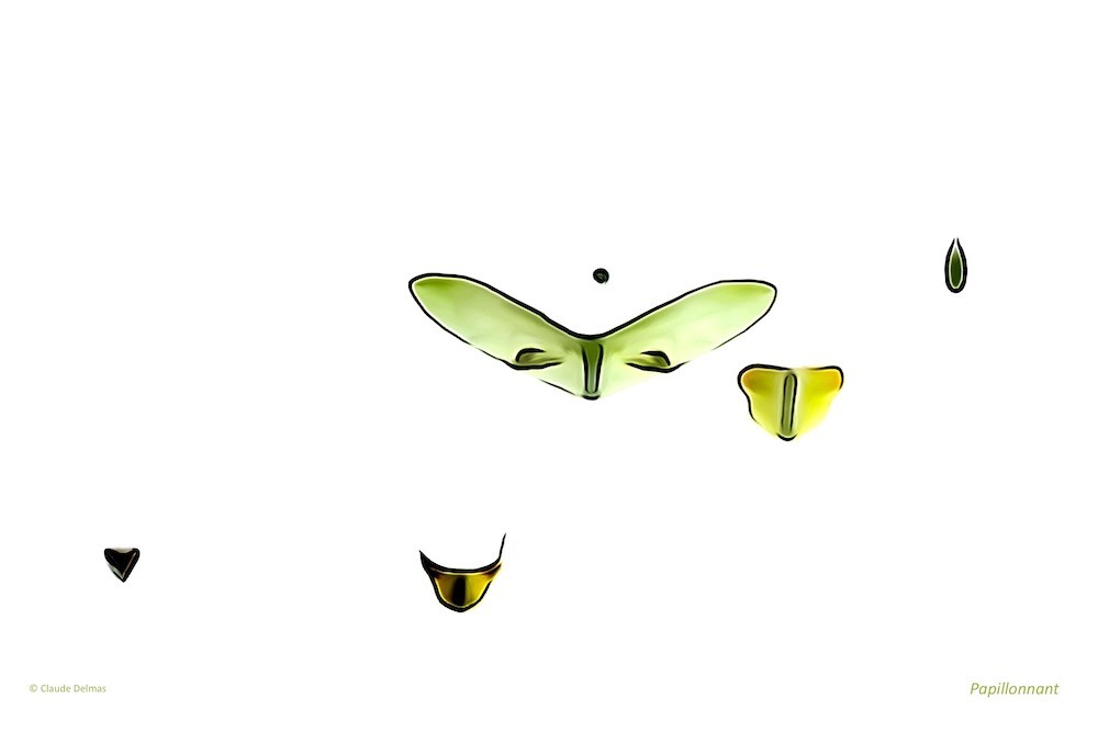 K7038866t-Papillonnant